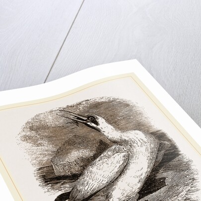 Gannet by Anonymous