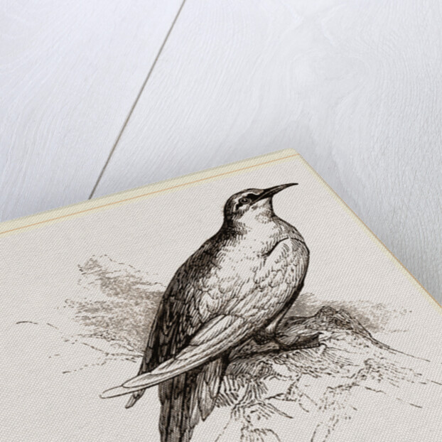 Tropic Bird by Anonymous