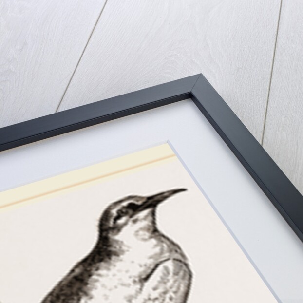Tropic Bird by Anonymous