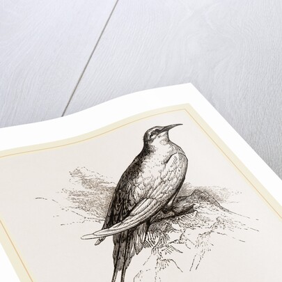Tropic Bird by Anonymous
