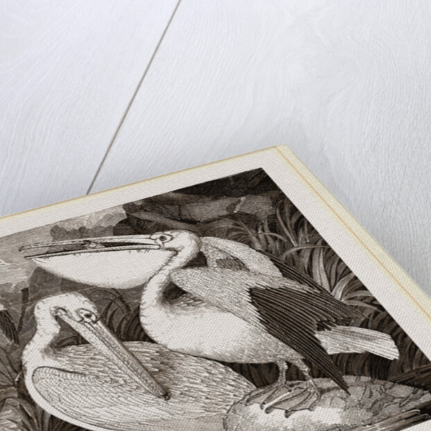 Pelicans by Anonymous