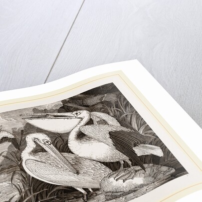 Pelicans by Anonymous