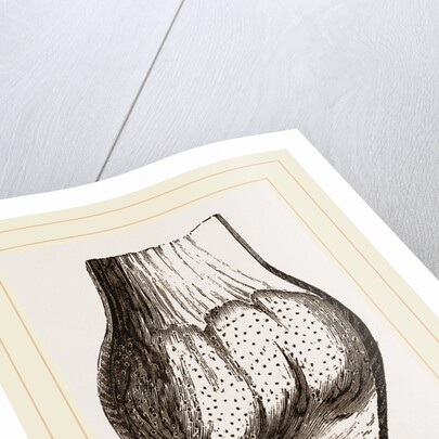 Gizzard of Gannet by Anonymous