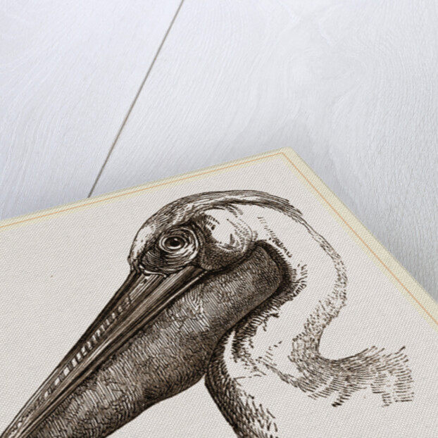 Head of Pelican by Anonymous