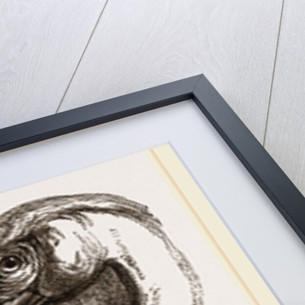 Head of Pelican by Anonymous