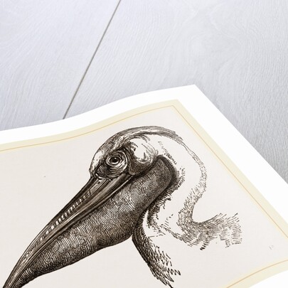 Head of Pelican by Anonymous