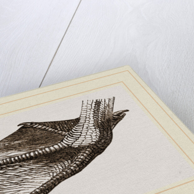 Foot of Pelican by Anonymous