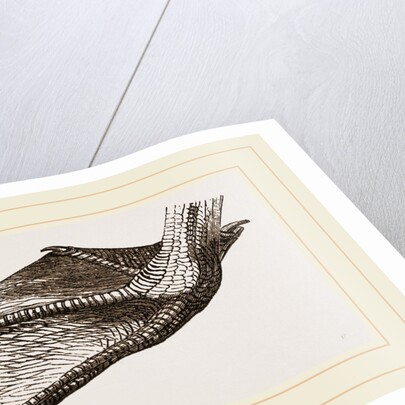 Foot of Pelican by Anonymous