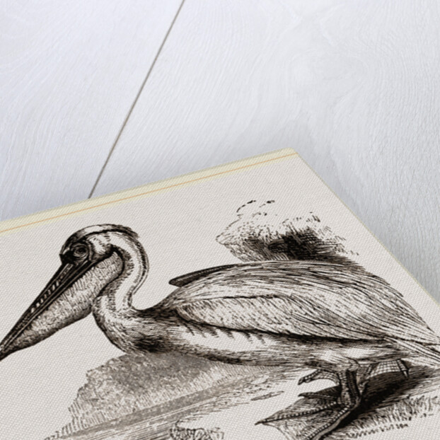 Pelican by Anonymous