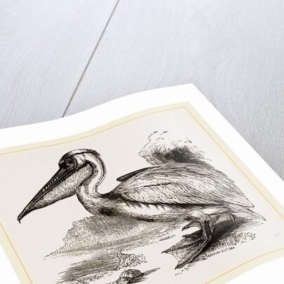 Pelican by Anonymous