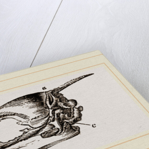 Skull and Head of Cormorant by Anonymous