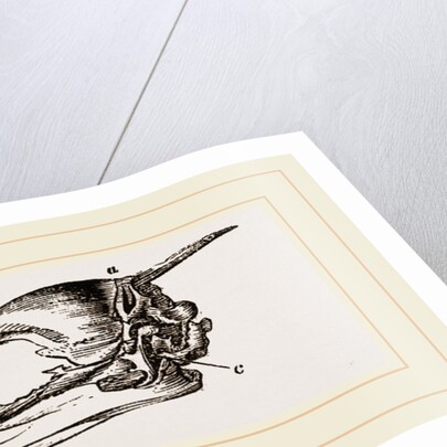 Skull and Head of Cormorant by Anonymous