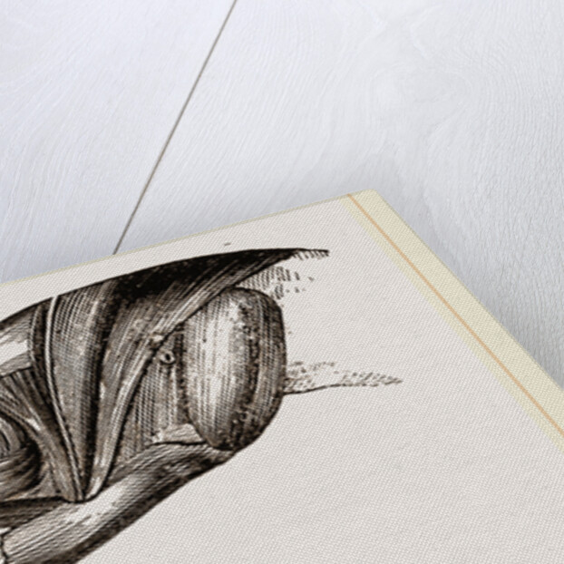 Skull and Head of Cormorant by Anonymous