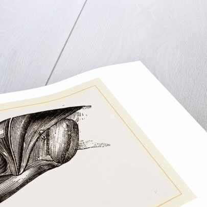 Skull and Head of Cormorant by Anonymous