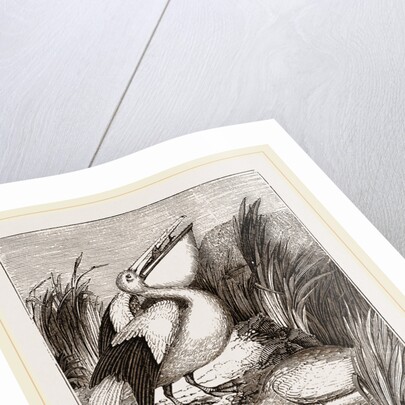Pelicans by Anonymous