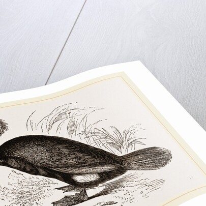 Cormorant by Anonymous