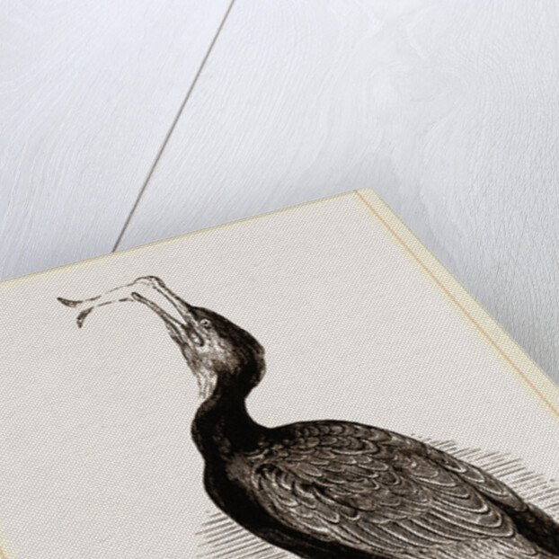 Crested Cormorant by Anonymous