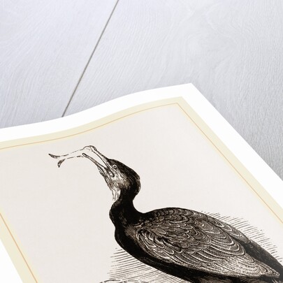 Crested Cormorant by Anonymous