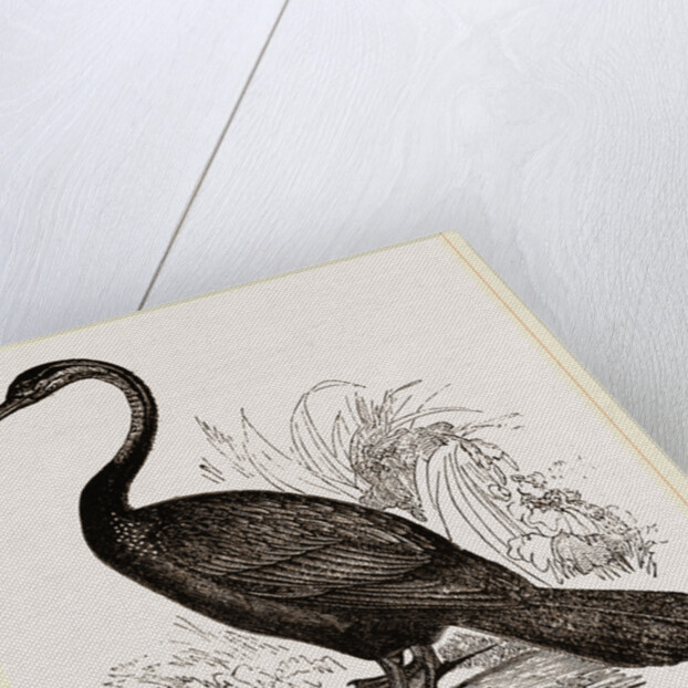 Le Valliant's Darter by Anonymous
