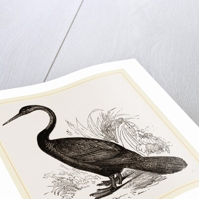 Le Valliant's Darter by Anonymous