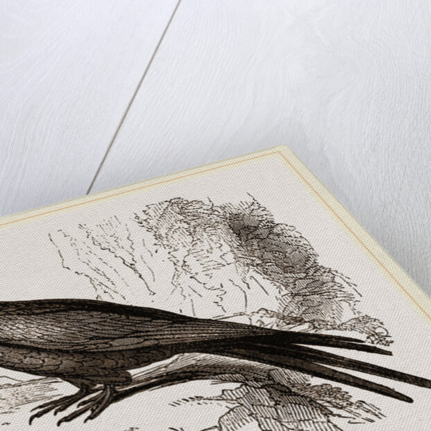 Frigate or Man-of-war Bird by Anonymous