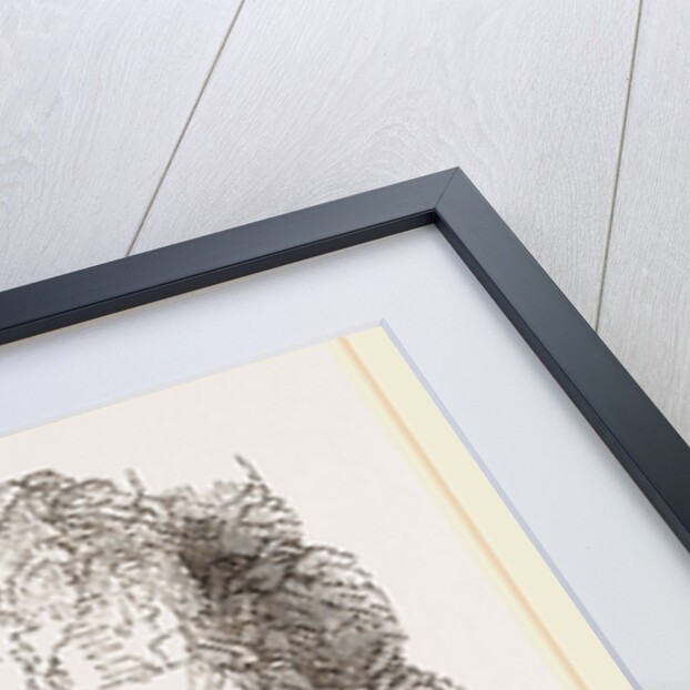 Frigate or Man-of-war Bird by Anonymous