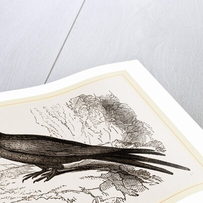 Frigate or Man-of-war Bird by Anonymous