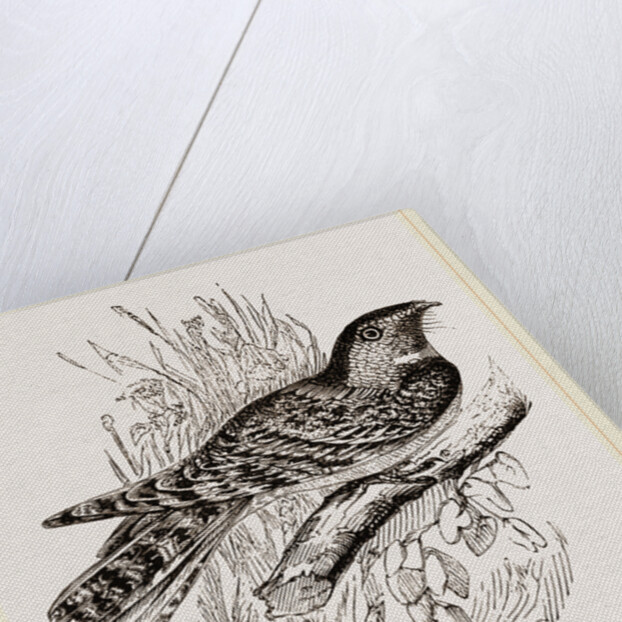 Chuck Will's Widow by Anonymous