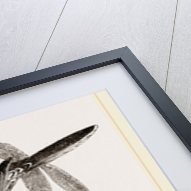 Warty-faced Honey-eaters and Nest by Anonymous