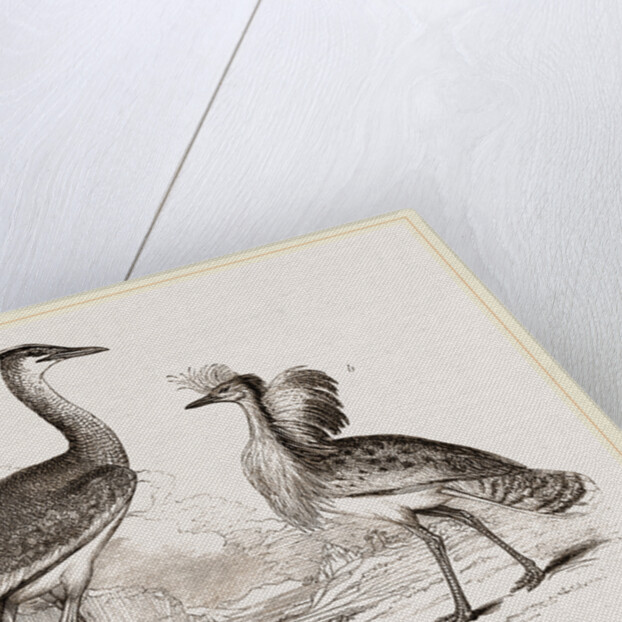 Kori Bustard and Houbara by Anonymous