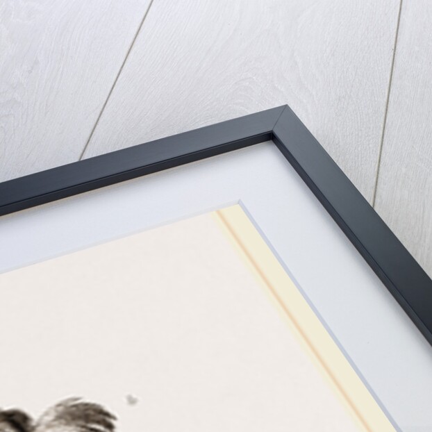 Kori Bustard and Houbara by Anonymous