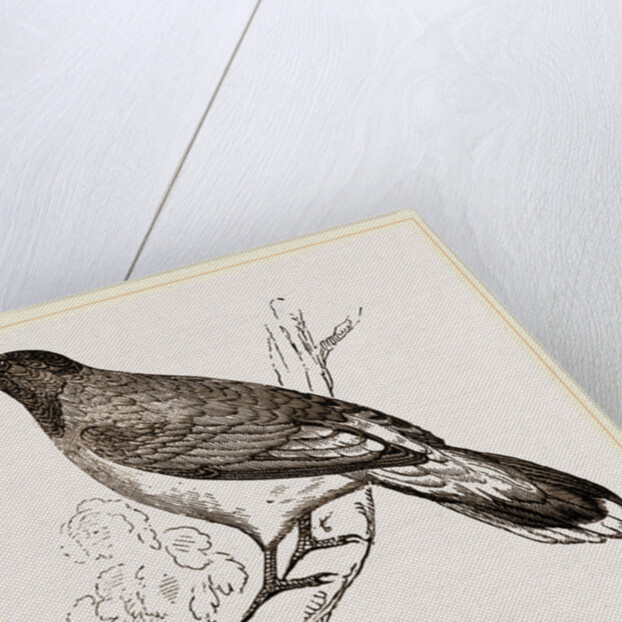 Glossy-headed Shortfoot by Anonymous