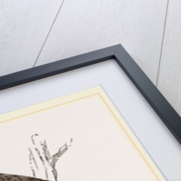 Glossy-headed Shortfoot by Anonymous