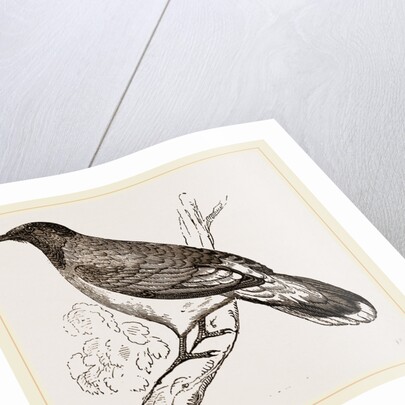 Glossy-headed Shortfoot by Anonymous