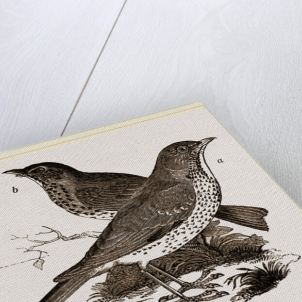 Fieldfare and Song-Thrush by Anonymous