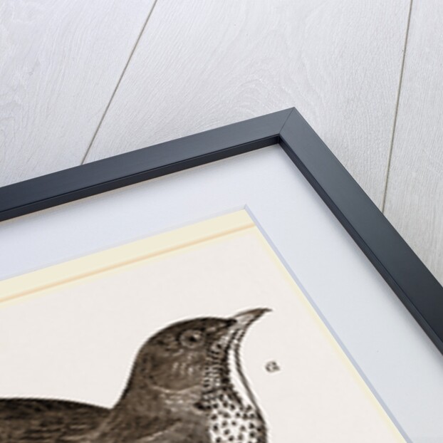 Fieldfare and Song-Thrush by Anonymous