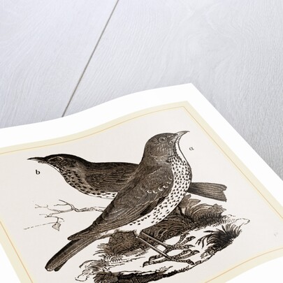 Fieldfare and Song-Thrush by Anonymous