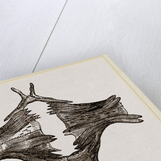 Sternum of River Tortoise by Anonymous