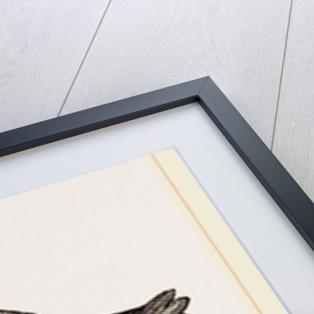 Sternum of River Tortoise by Anonymous