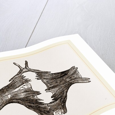 Sternum of River Tortoise by Anonymous