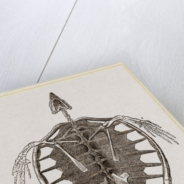 Skeleton of Loggerhead Turtle by Anonymous