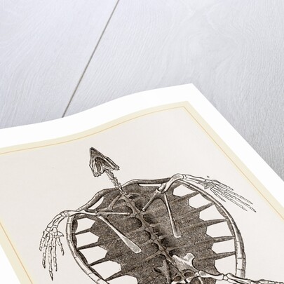 Skeleton of Loggerhead Turtle by Anonymous