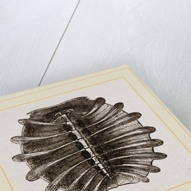 Carapace of River Tortoise by Anonymous