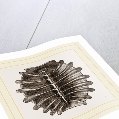 Carapace of River Tortoise by Anonymous