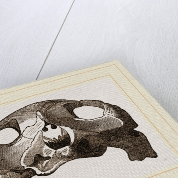 Skull of Indian Tortoise by Anonymous
