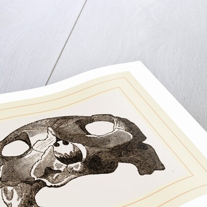 Skull of Indian Tortoise by Anonymous