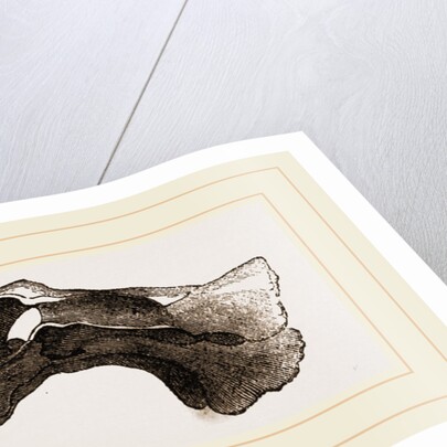 Skull of Matamata back view by Anonymous