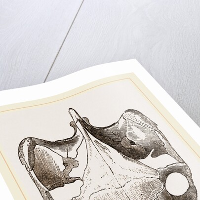 Skull of Indian Tortoise from above by Anonymous