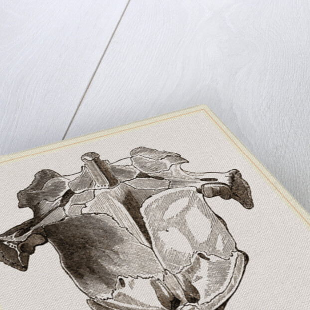 Skull of Matamata from below by Anonymous