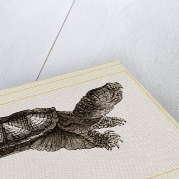 Alligator Tortolse by Anonymous